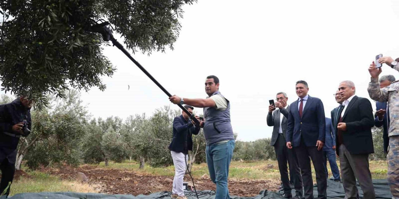 Aliağa’da 2. Zeytin Hasat Şenliği düzenlendi