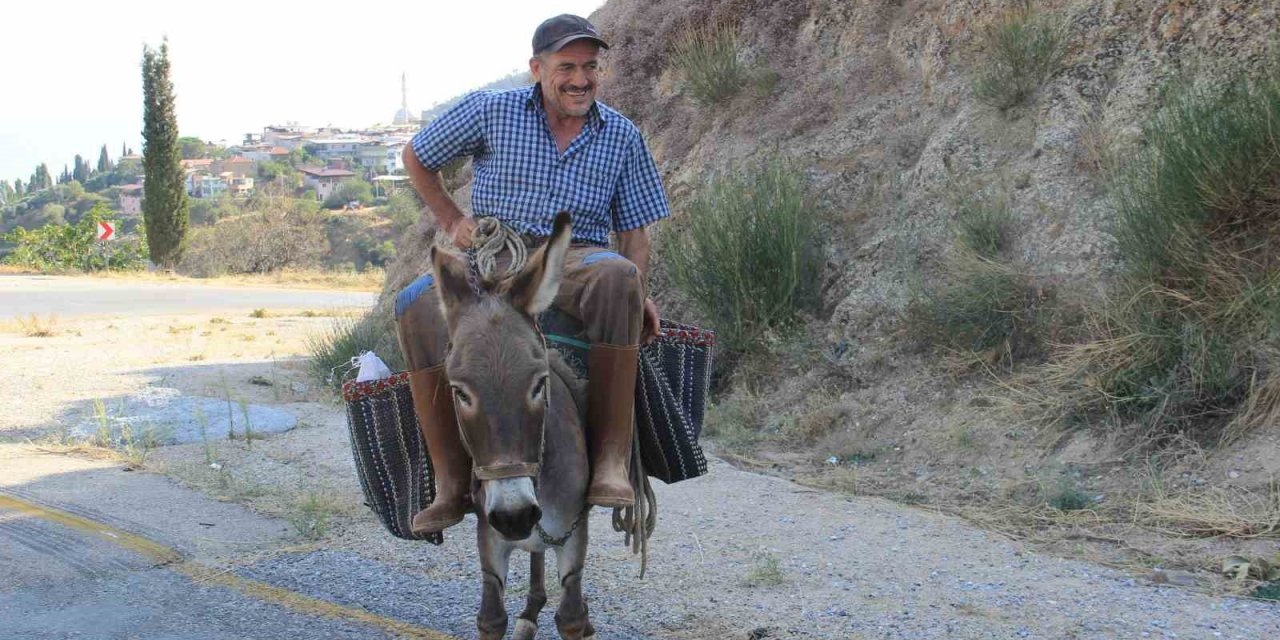 Aydın'da eşekler halen revaçta