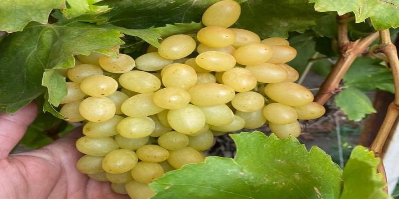 Manisa’da üzüm hasadı örtü altı bağlarda devam ediyor