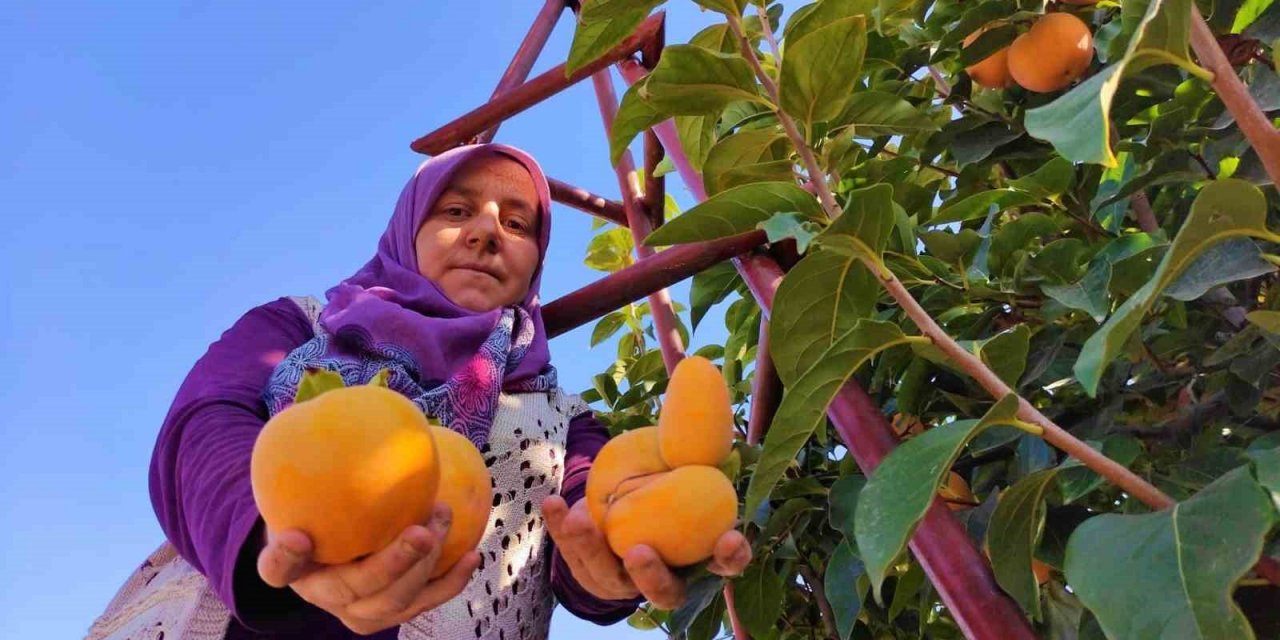 Denizli’de cennet hurmasında hasat zamanı