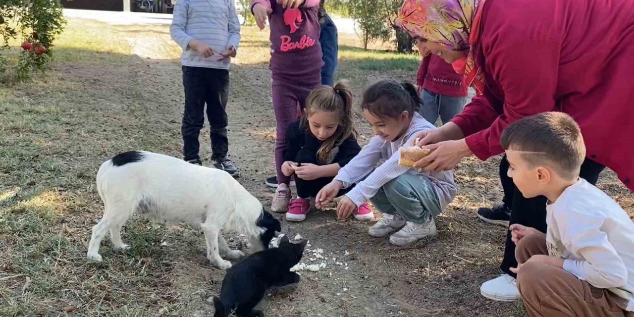 Kedi ve köpeğin dostluğuna tanıklık ettiler