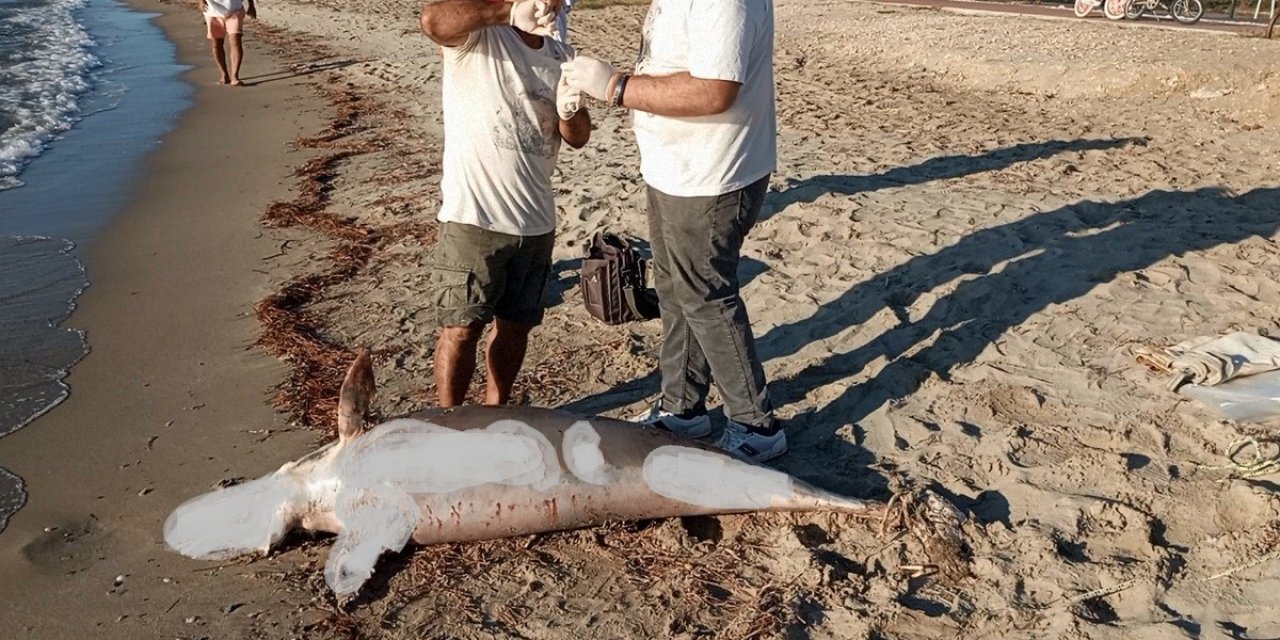 Kuşadası’nda yunus balığı karaya vurdu