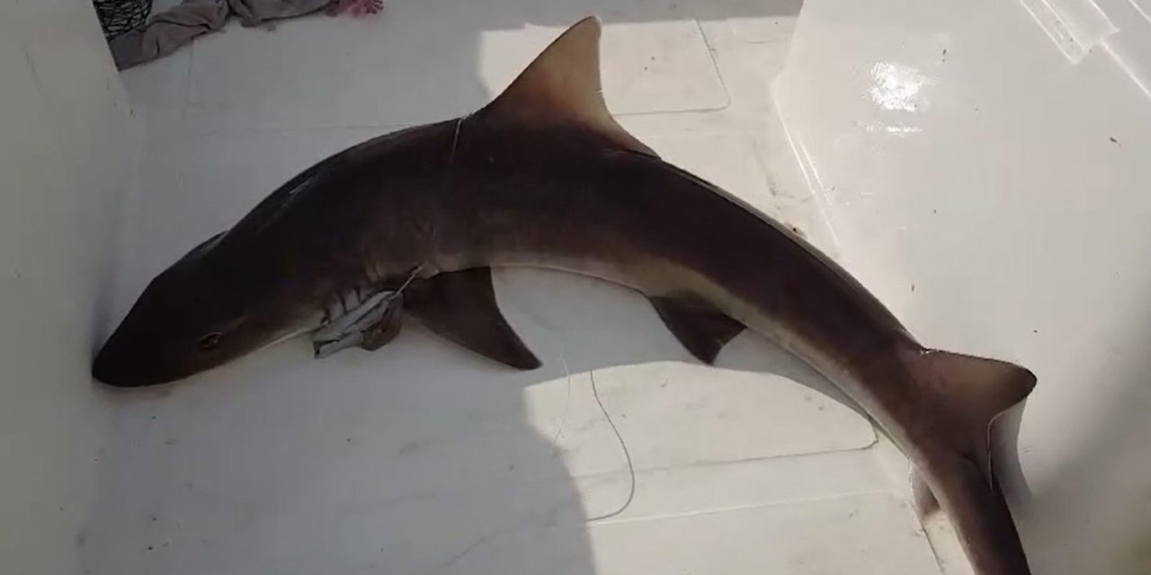 Balıkçıların ağına köpek balığı takıldı