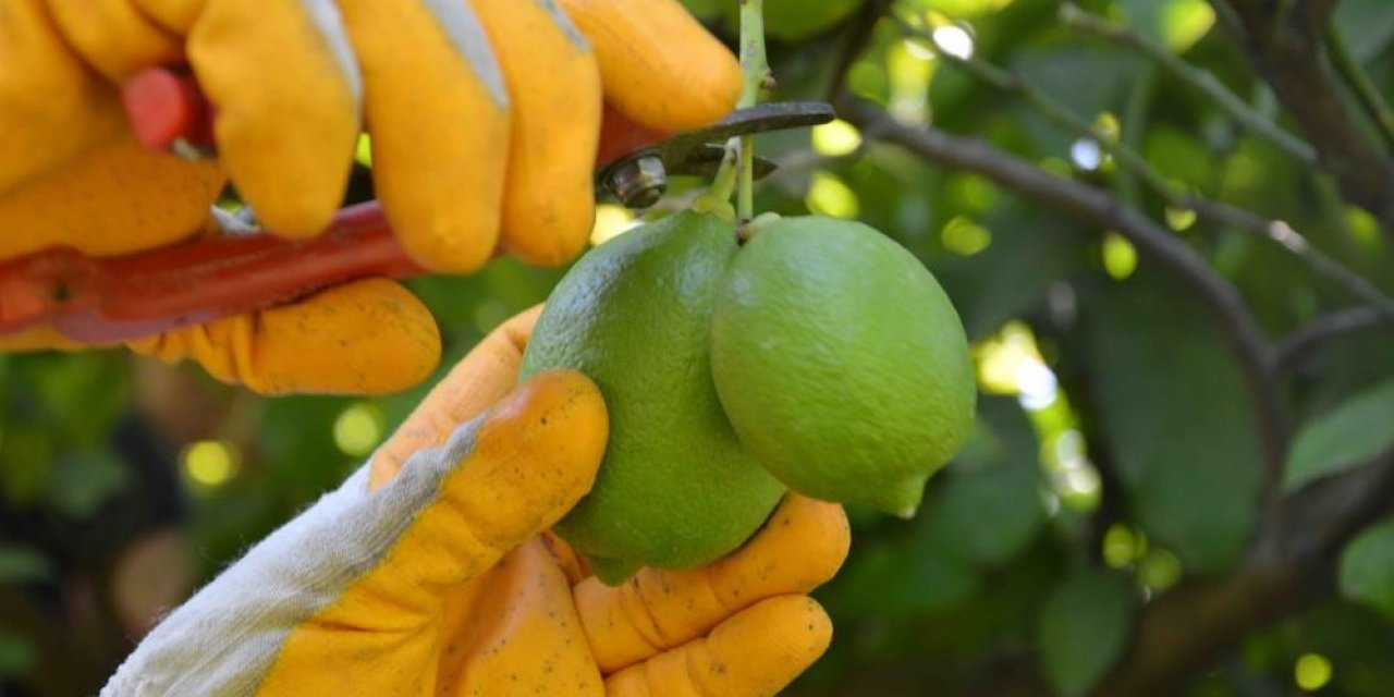 Ortaca’da limon hasadı başladı