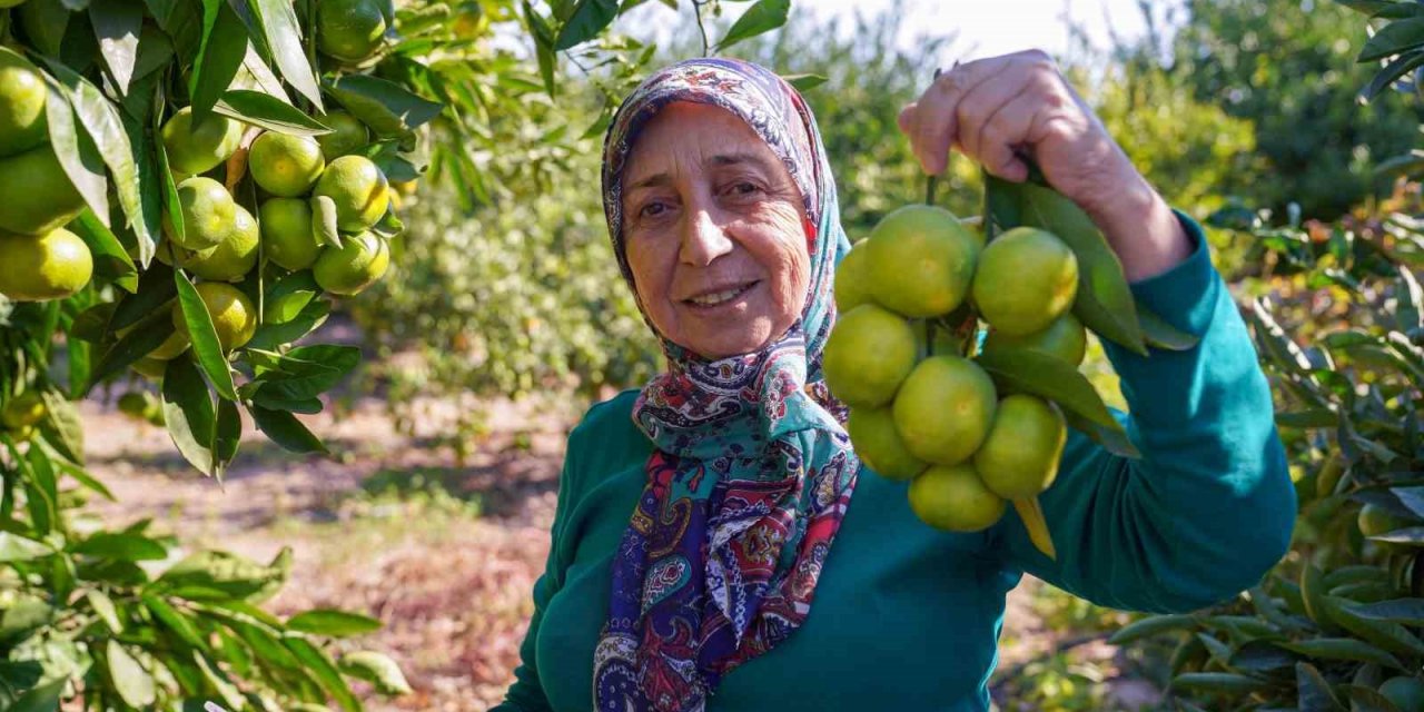Satsuma mandalinasında hasat dönemi başladı