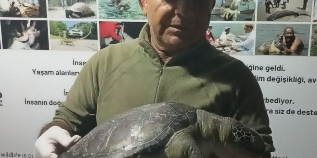 Kuşadası sahillerinde üç yeşil deniz kaplumbağası ölü bulundu