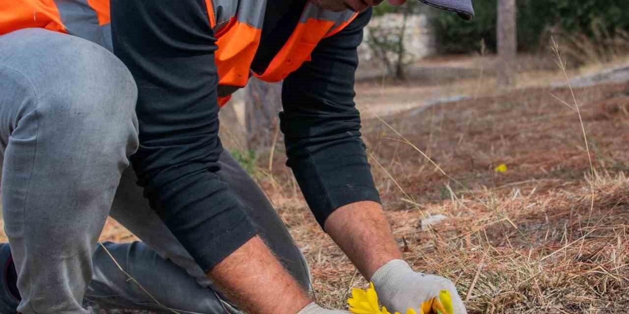 Kuşadası Belediyesi ’Sarı Çiğdem Çiçeği’ni koruma altına aldı