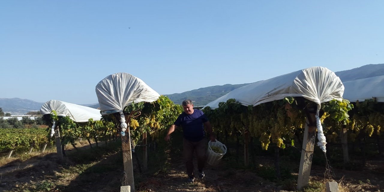 Sonbaharda örtü altındaki üzüm bağları mest ediyor