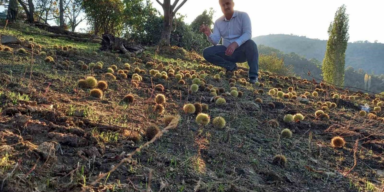 Sarıgöl’de kestane hasadına başlandı