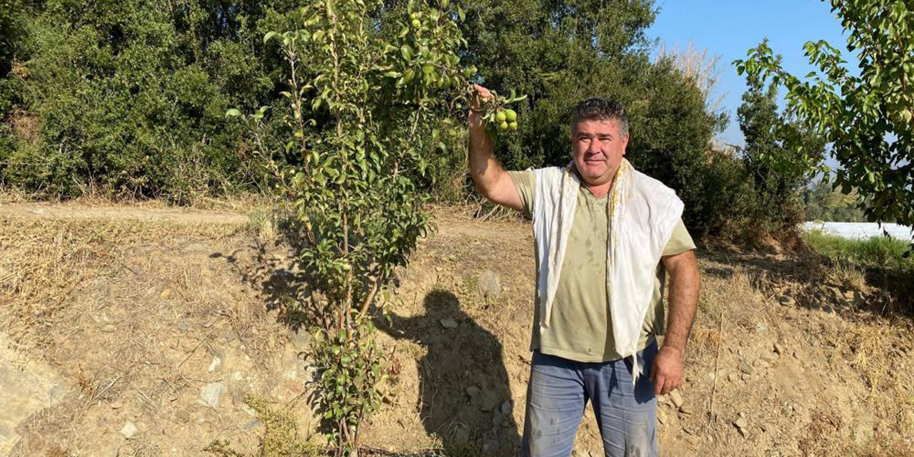 Armut ağacı ikinci kez meyve verdi