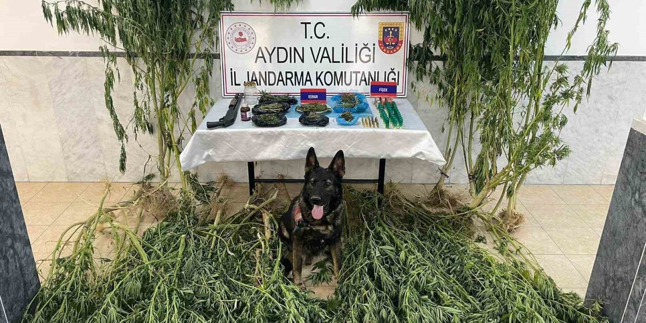 Jandarma uyuşturucu ile mücadeleye devam ediyor