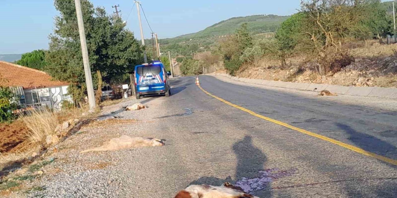 Otomobil sürüye daldı, 4 keçi telef oldu