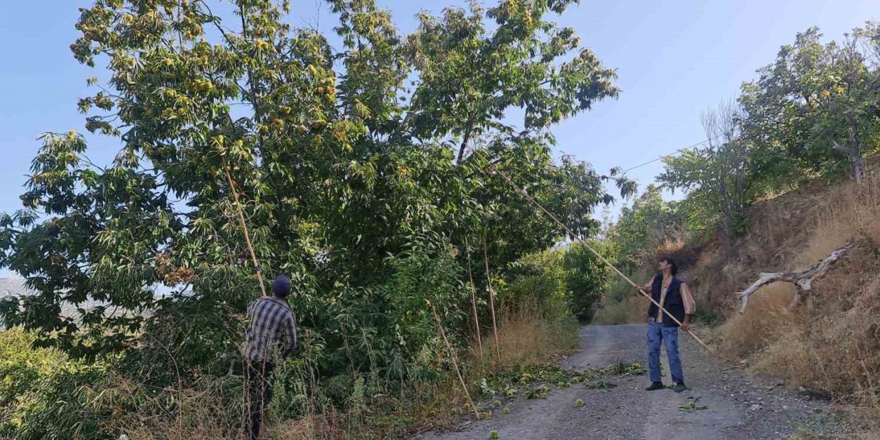 Tire dağlarında kestane hasadı başladı
