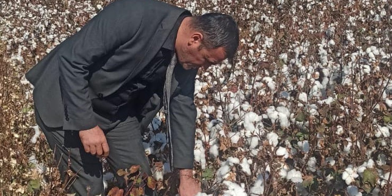 Didim’de pamuk hasat kontrolleri devam ediyor