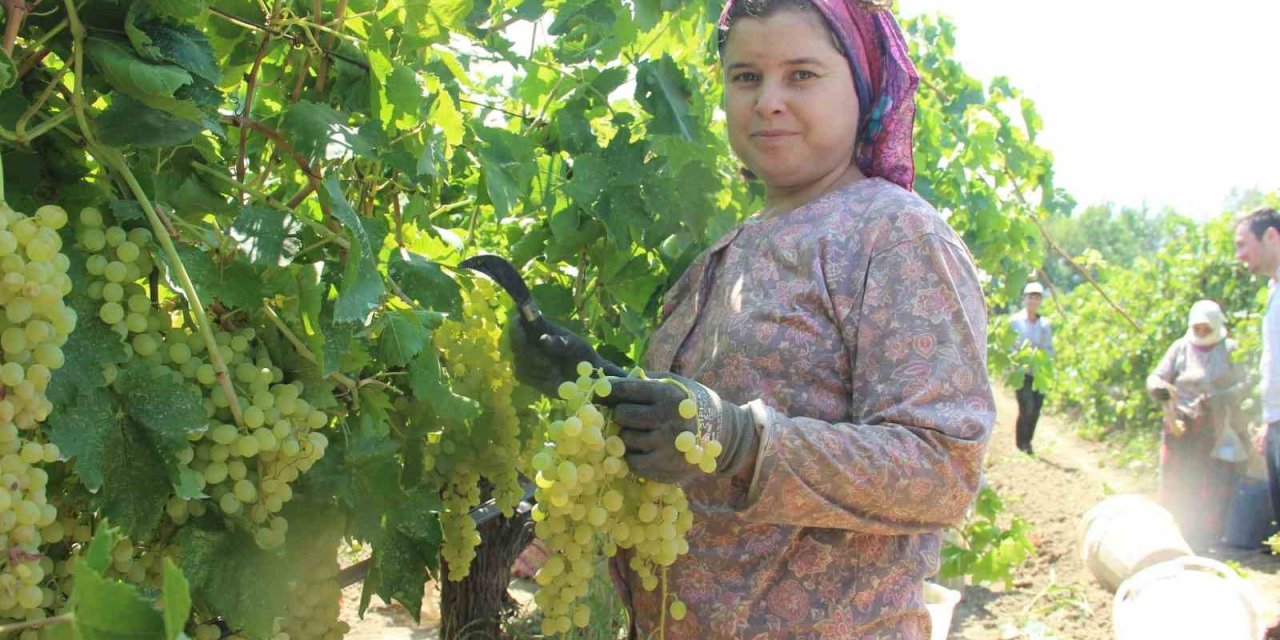 Sarıgöl’den günde 5 tır üzüm ihraç ediliyor