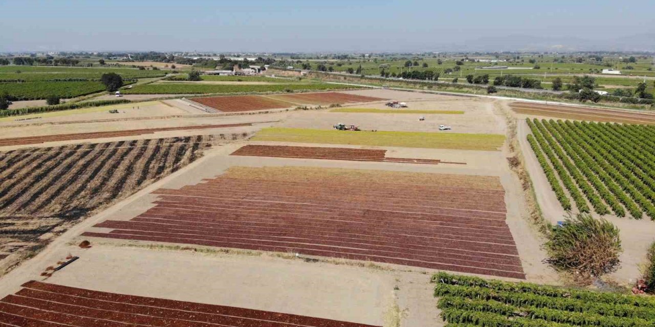 TARİŞ Üzüm Birliği kuru üzüm alım fiyatlarını artırdı