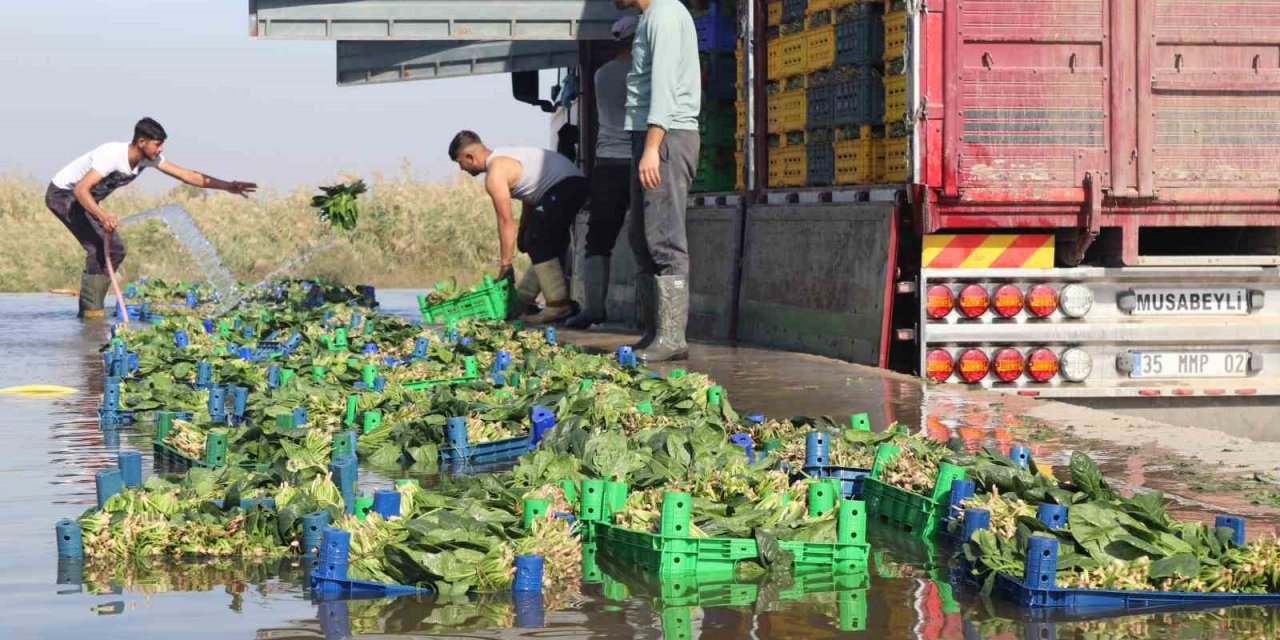 Türkiye’nin ıspanak deposunda hasat zamanı: Tarlada 4, pazarda 20 TL