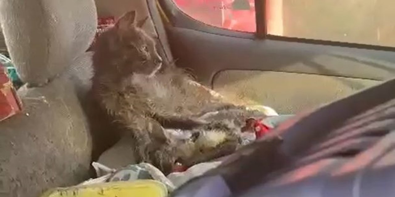 Söke’de ’hayvanlara kötü muamele’ iddiası