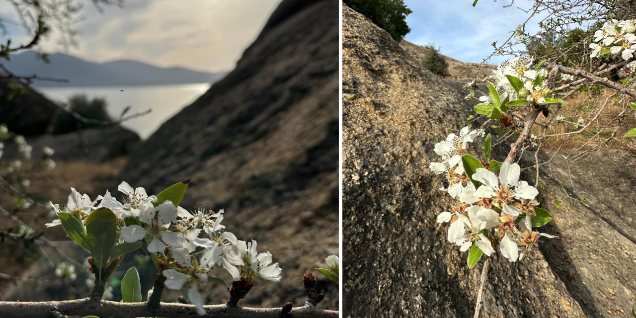 Aydın ve Muğla’da meyve ağaçları yeniden çiçek açtı
