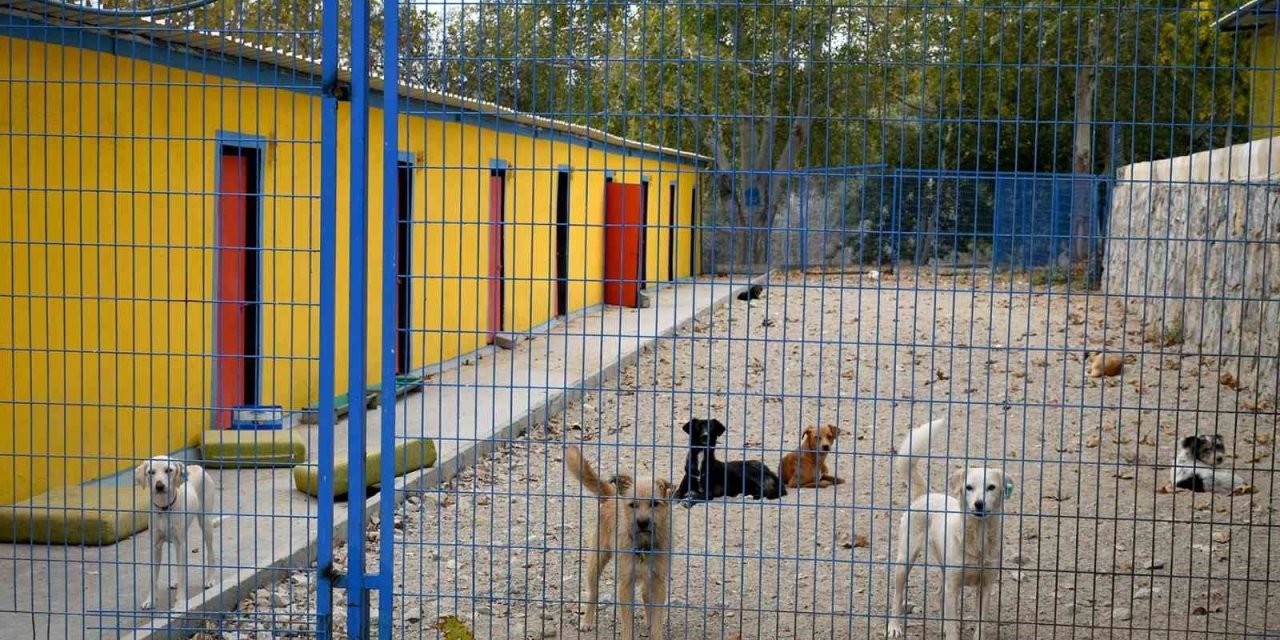 Kuşadası’nda 38 can dostu hayata tutundu