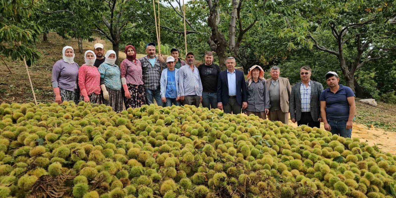 Başkan Güler kestane hasadına katıldı