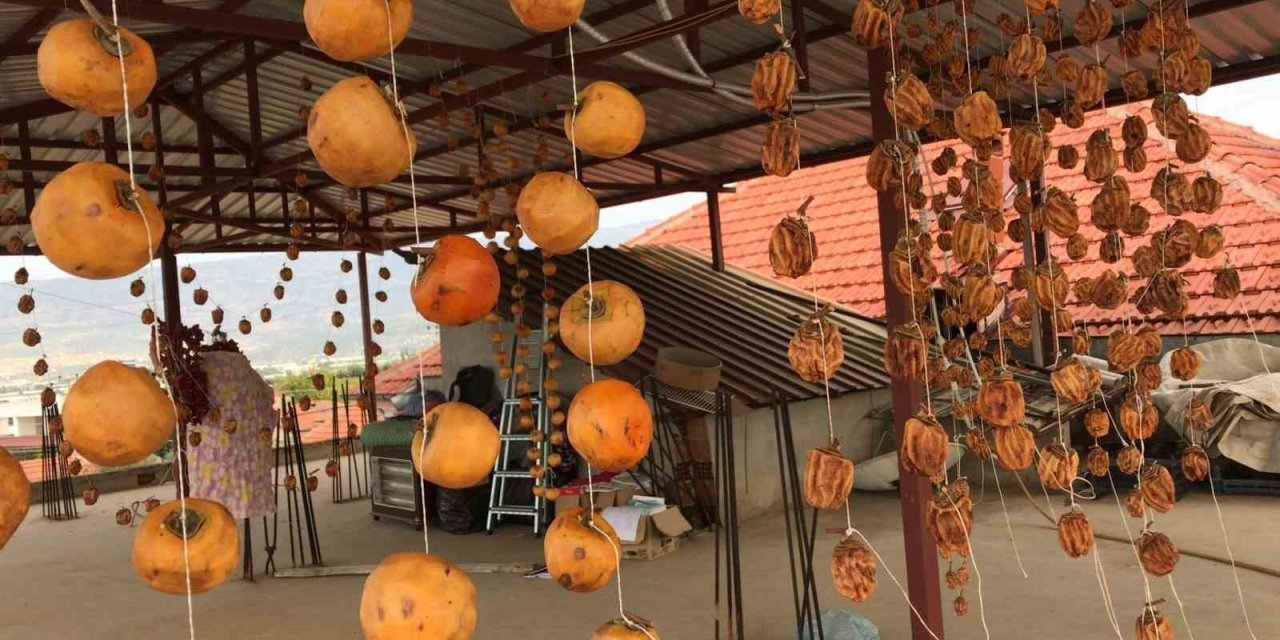 Sarıgöl’de cennet elması hasadına başlandı