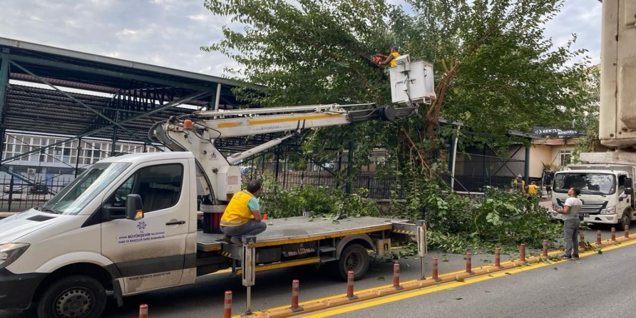 Aydın’da ağaçlar budanıyor