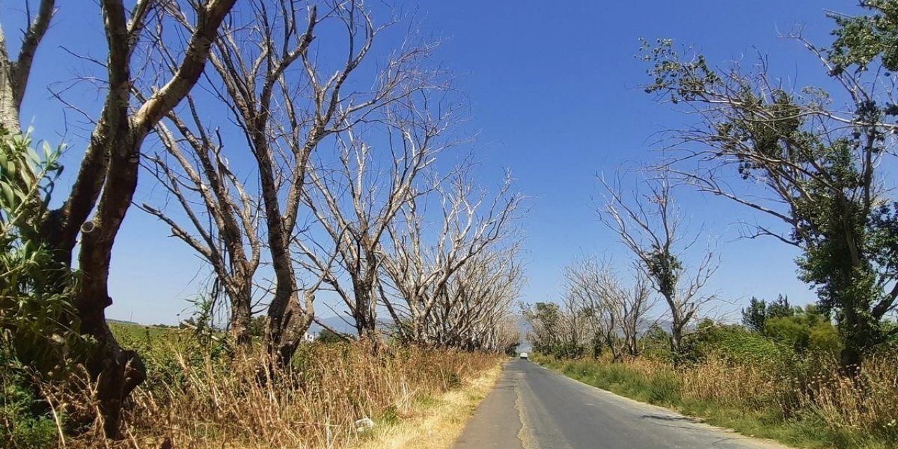 Söke Belediyesi, kuruyan akçakavak ağaçları için harekete geçti