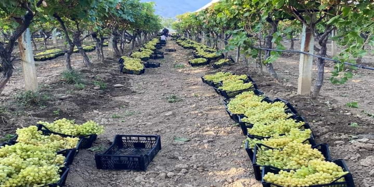 Manisa’nın bağlarında kasım ayında da hasat devam ediyor