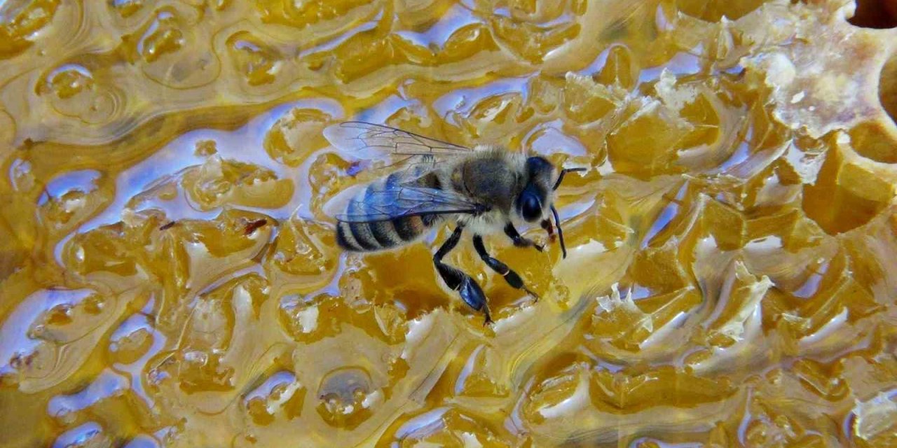 Çam balı rekoltesinde beklentiler gerçekleşmedi