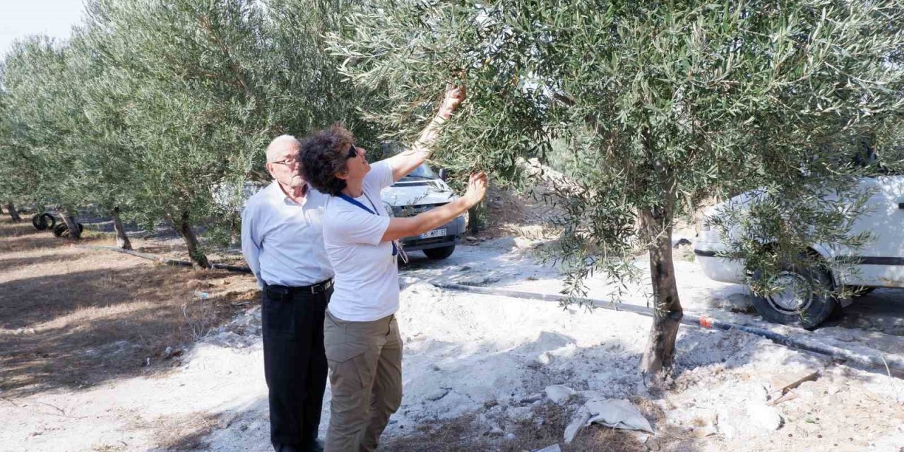 Doktorluğu bırakıp zeytin üreticisi oldu