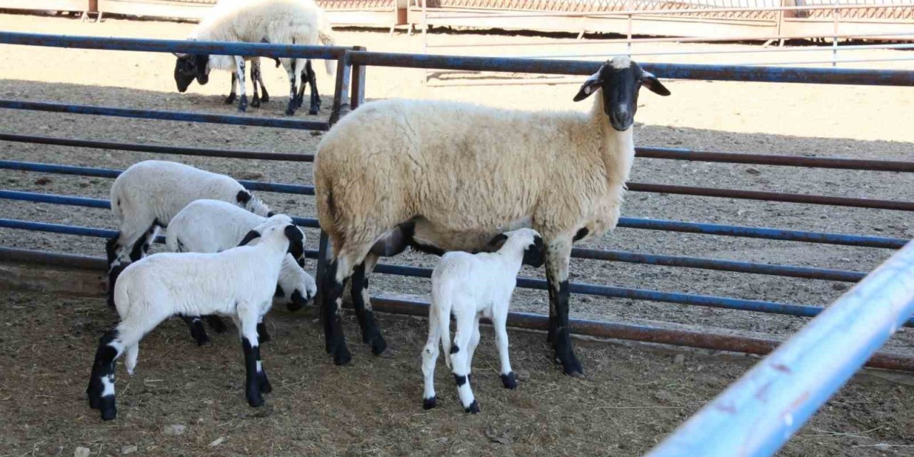 Aydın Büyükşehir Belediyesi’nin Sakız Koyunu Çiftliği’nde doğumlar devam ediyor