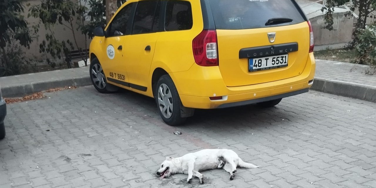 Milas’ta köpeğin zehirlendiği iddiası