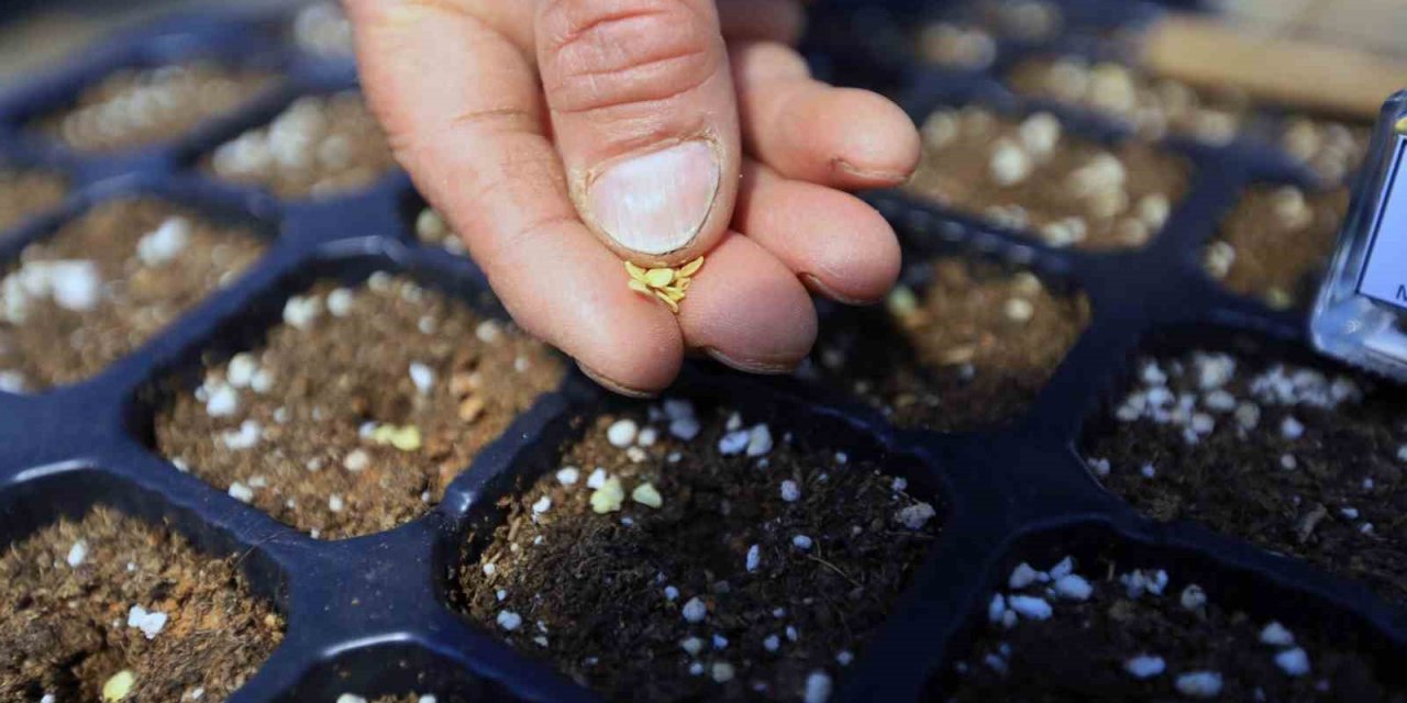 Cumhuriyet’in 100. yılında 1 Milyon yerel tohum dağıtılacak