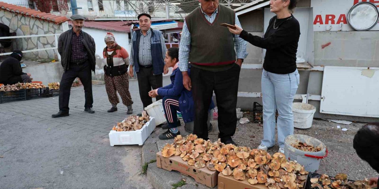 Kuraklığa rağmen Çıntar bolluğu