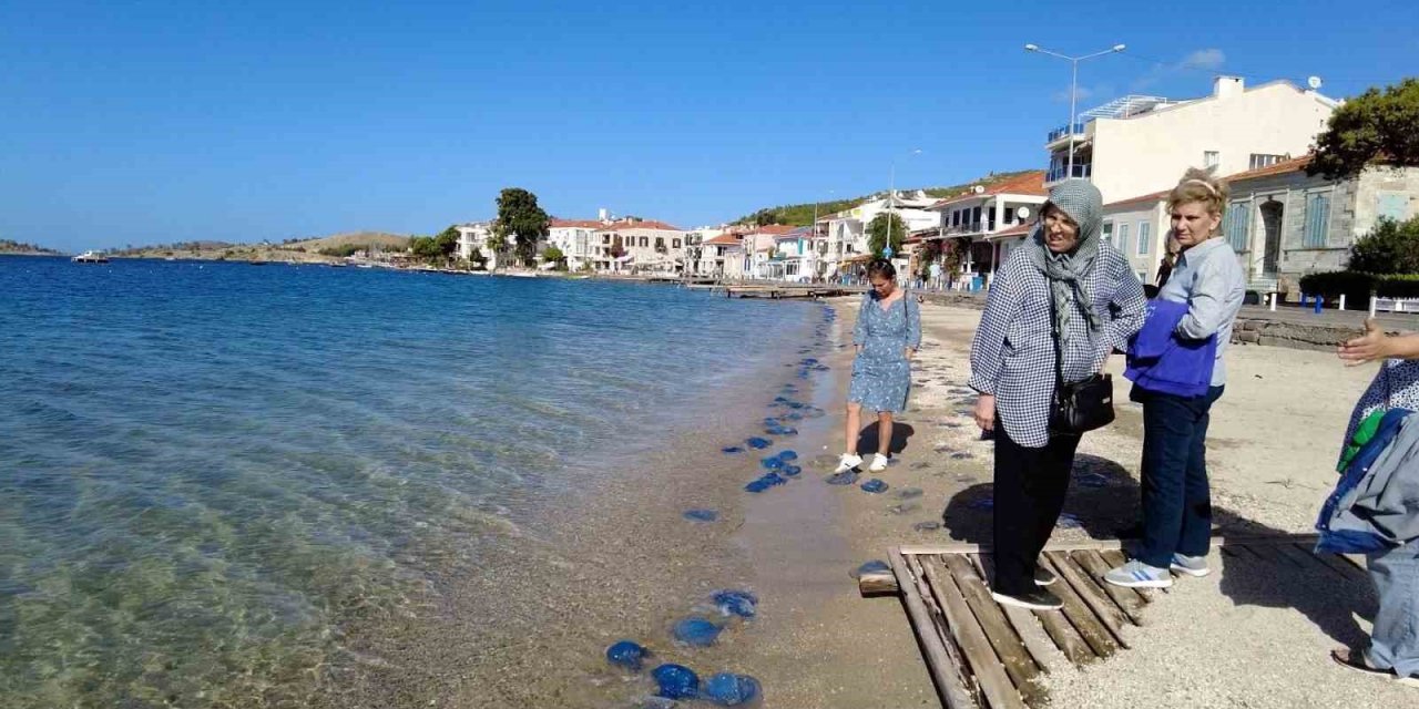 Foça plajlarında denizanası istilası: Yüzlercesi kıyıya vurdu