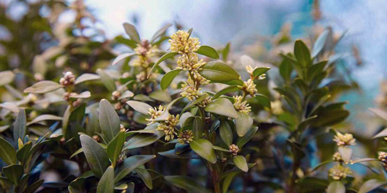 5 ton Defne yaprağı satışı gerçekleşti