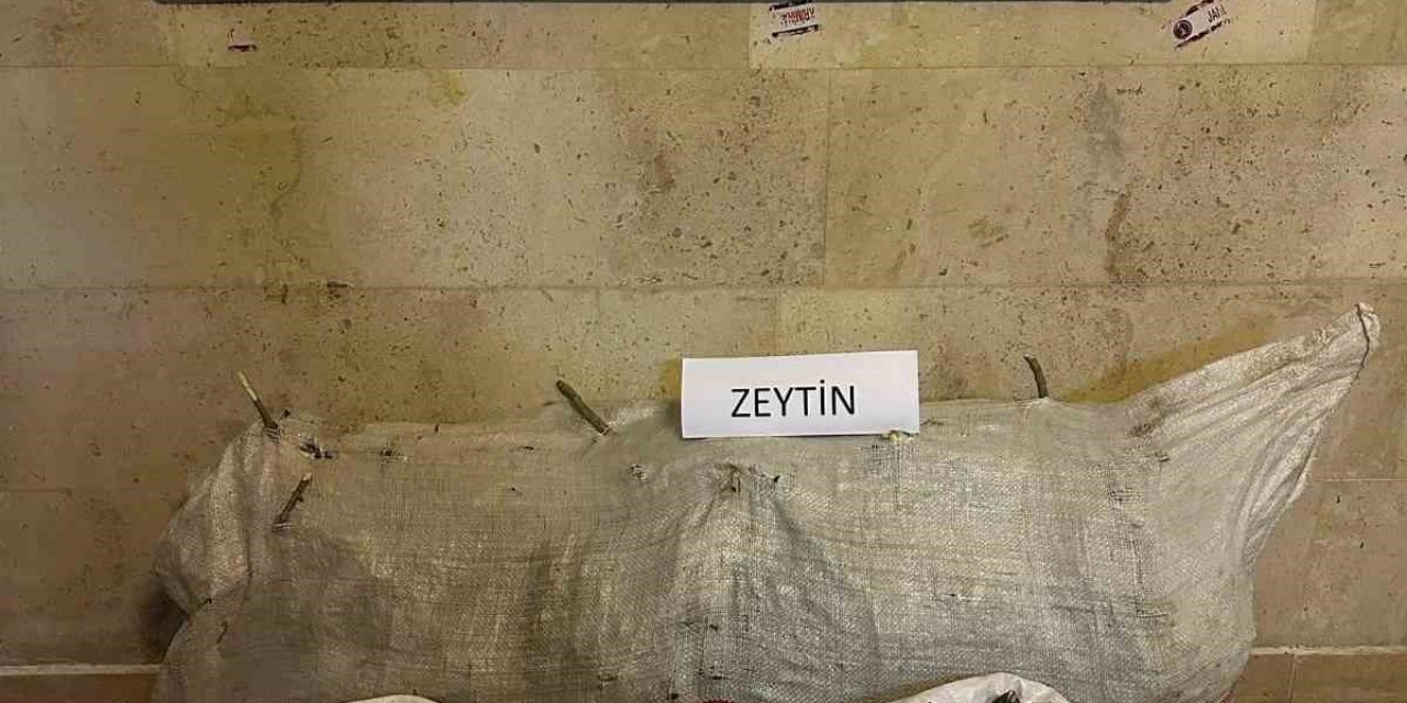 Zeytin hırsızları yakalandı