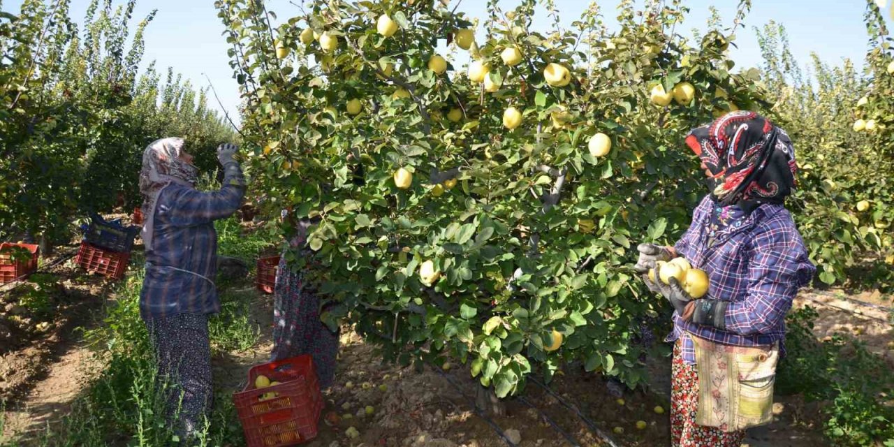 Türkiye ayva üretiminin yüzde 4’ü Denizli’de gerçekleşiyor