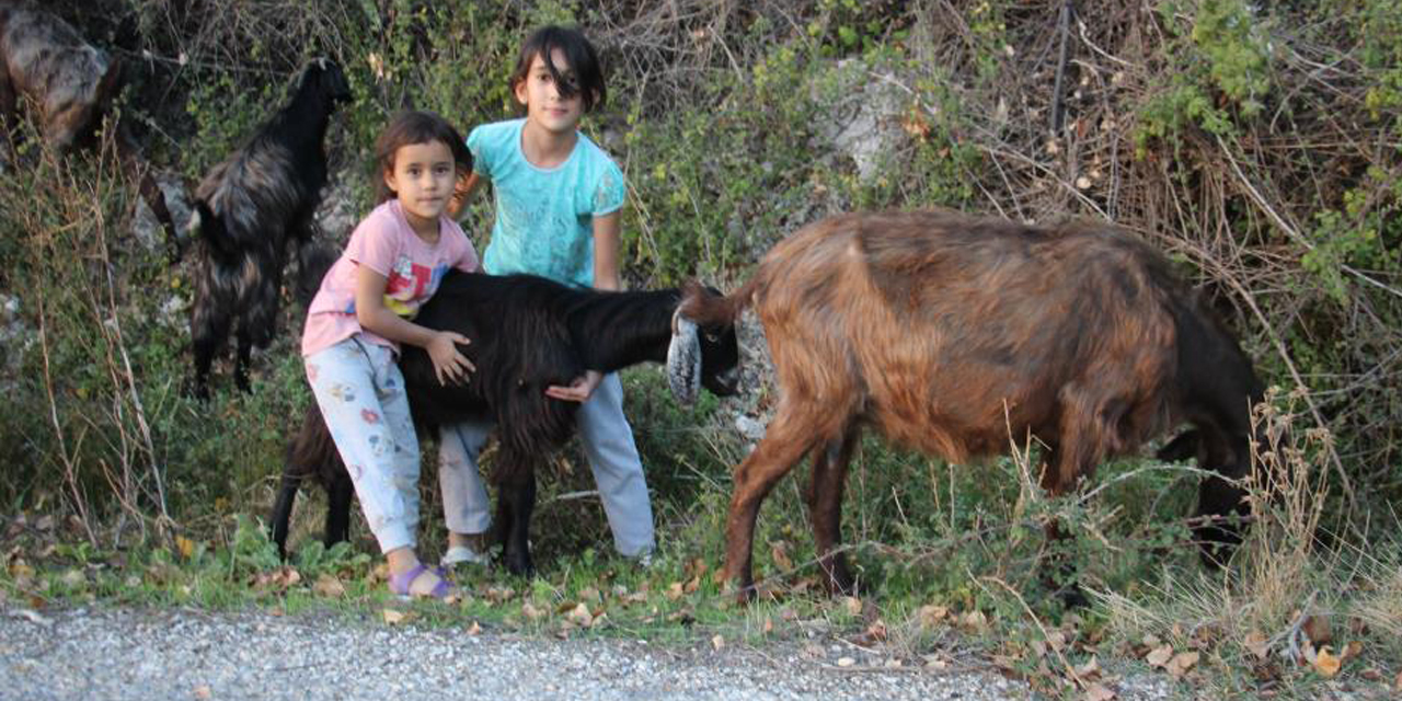 Hem kardeşine, hem de keçilere bakıyor