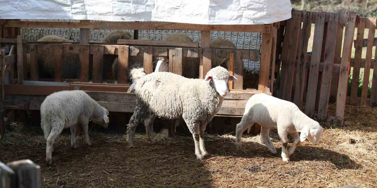 Üretici kadınlara Merkezefendi Belediyesi’nden yüz güldüren destek