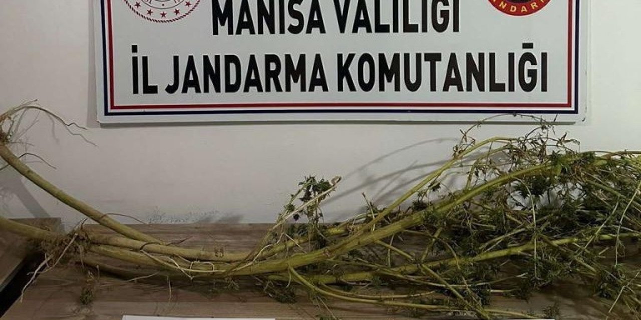 Hint kenevirlerini, kuruturken yakalandı