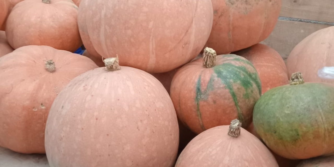 Aynı tohumdan 10 kat fazla ürün aldı