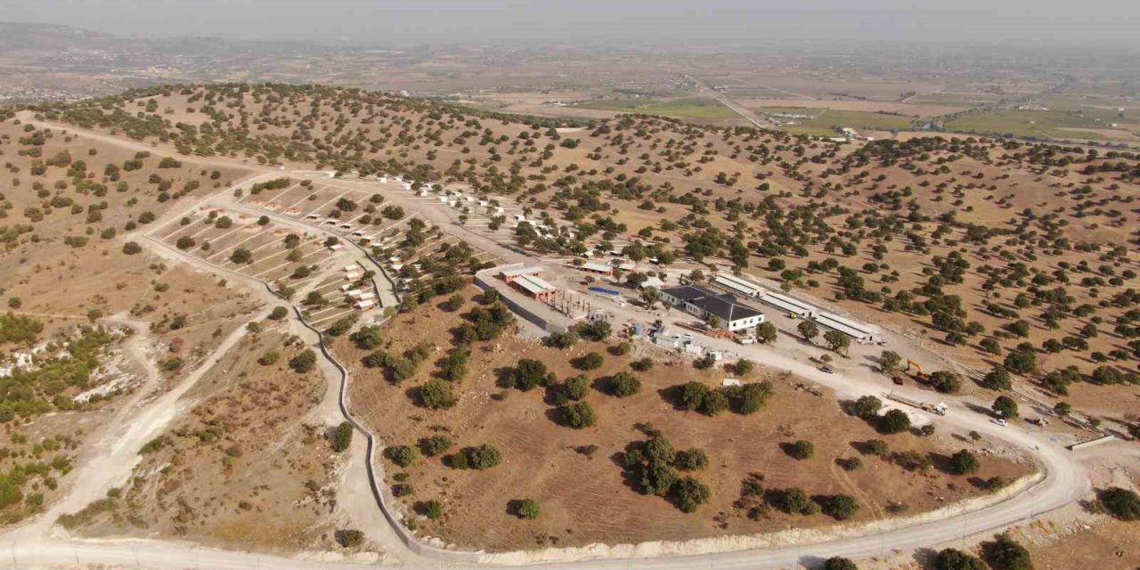 Sokak hayvanları için yapılan projede sona yaklaşılıyor