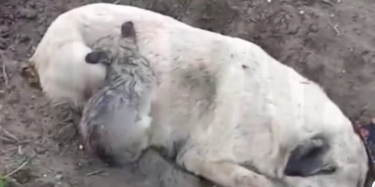 Aydın’da zehirlenme iddiası: Köpek ve yavruları telef oldu