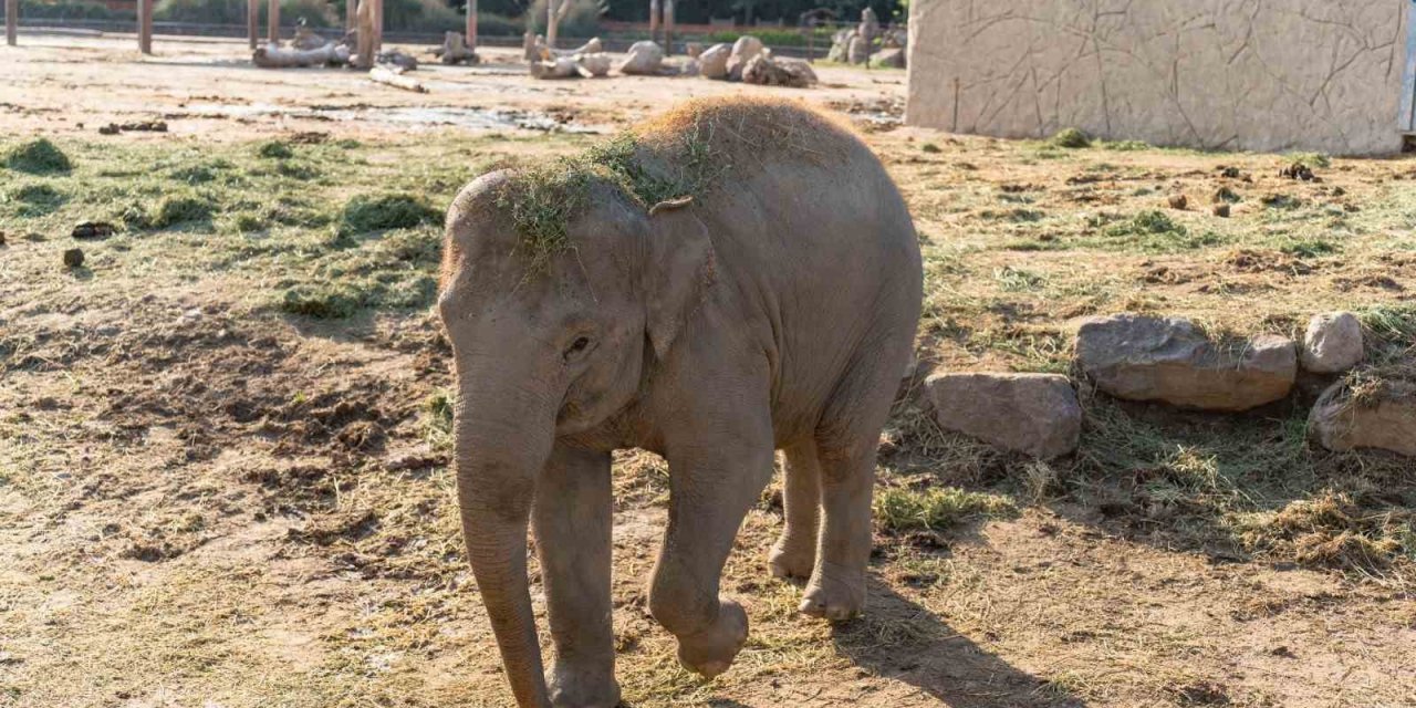 Doğal Yaşam Parkının fili Deniz, Gaziantep’e gidiyor
