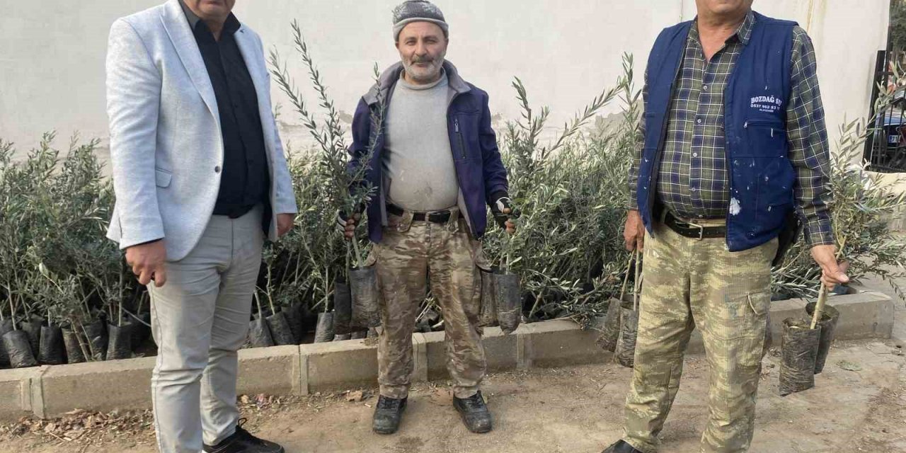 Üzümün başkentinde zeytin alanları artıyor