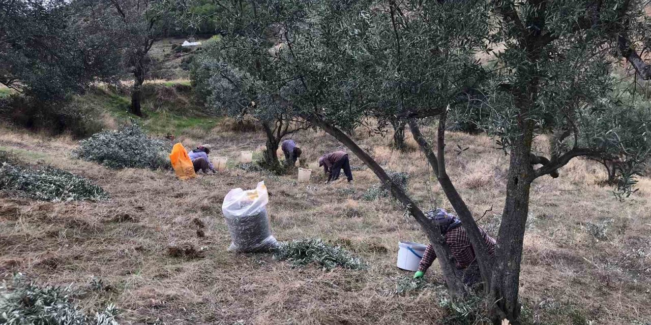 Üzüm hasadını bitiren üreticiler zeytin hasadına başladı