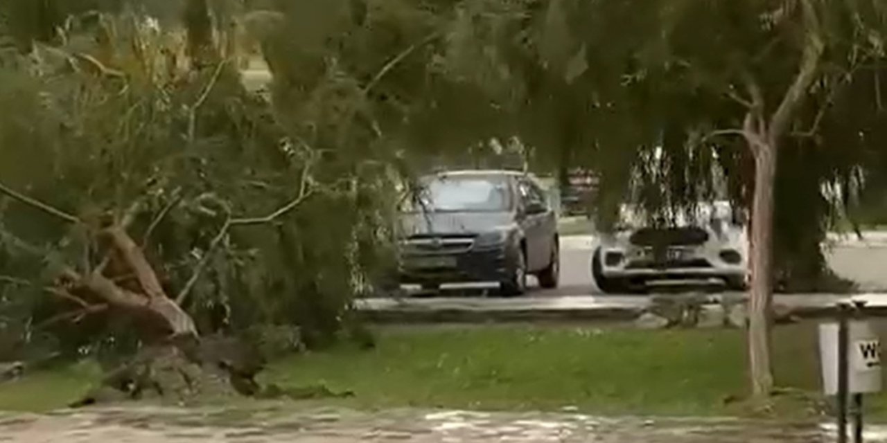 Kuşadası’nda kuvvetli rüzgar ağaçları devirdi