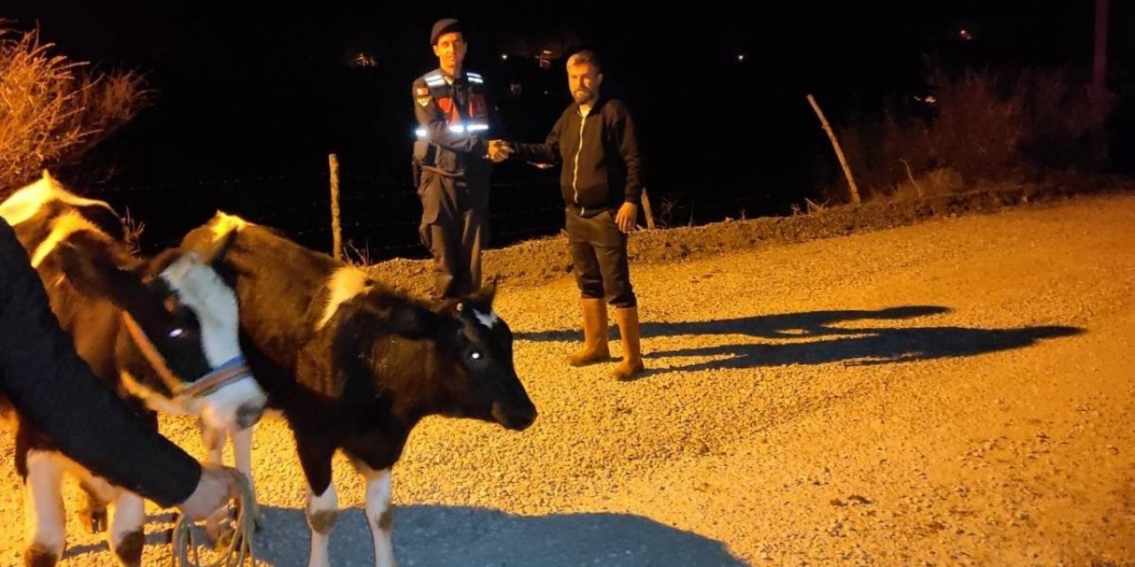 Jandarma, kaybolan inekleri kısa sürede buldu